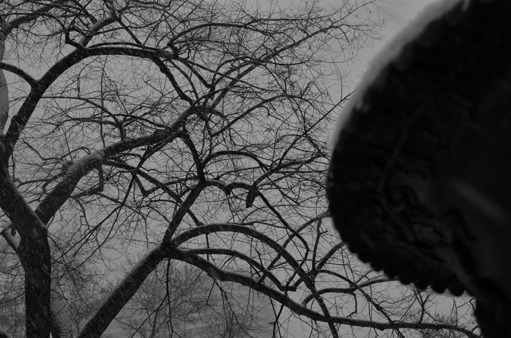 Tree and Planter Have a Blizzard