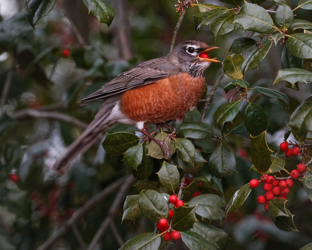 Robin bird eating a holly berry.