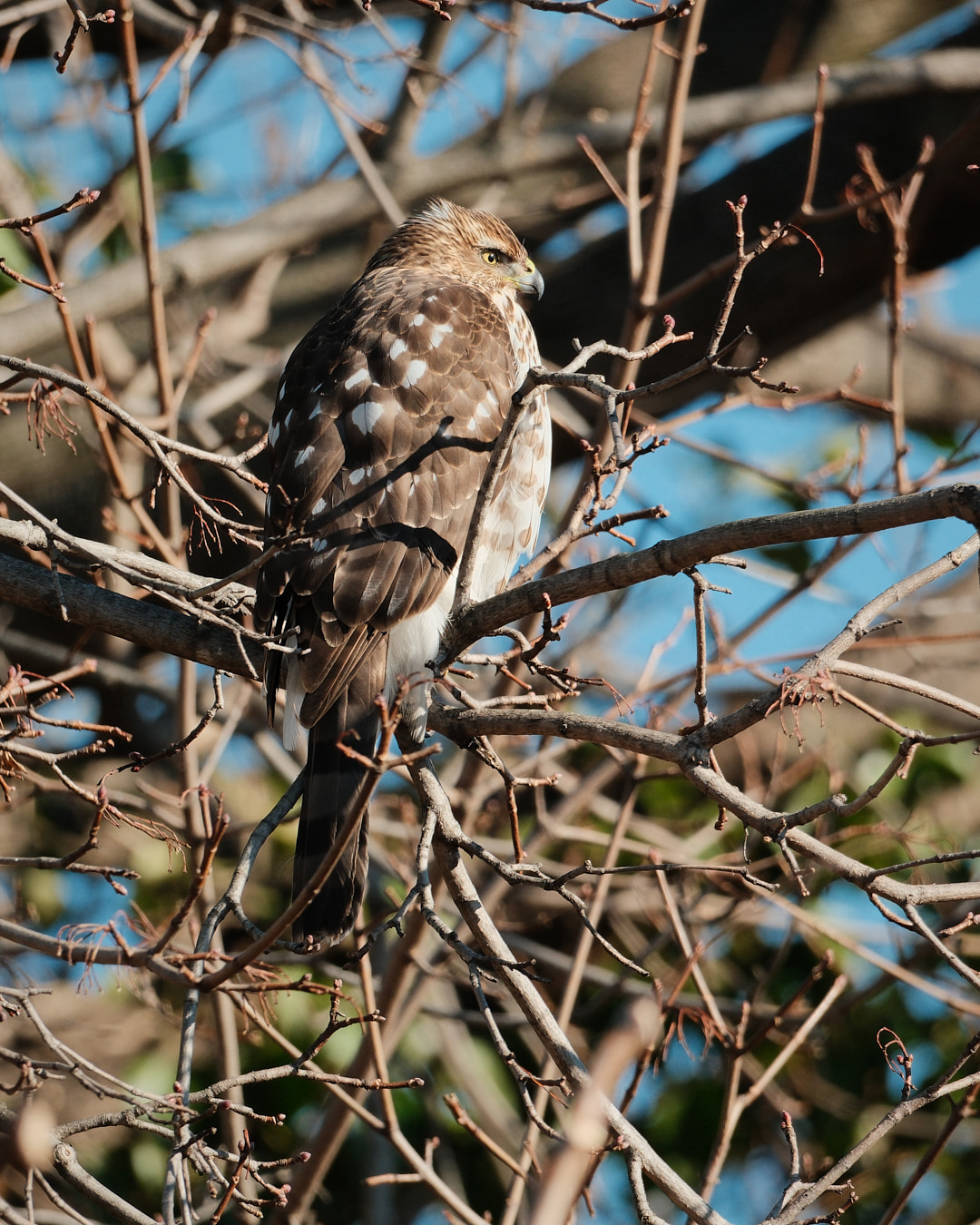 Hawk perched in a tree.