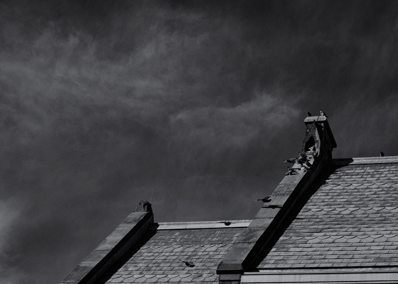 Pigeons on Rooftop