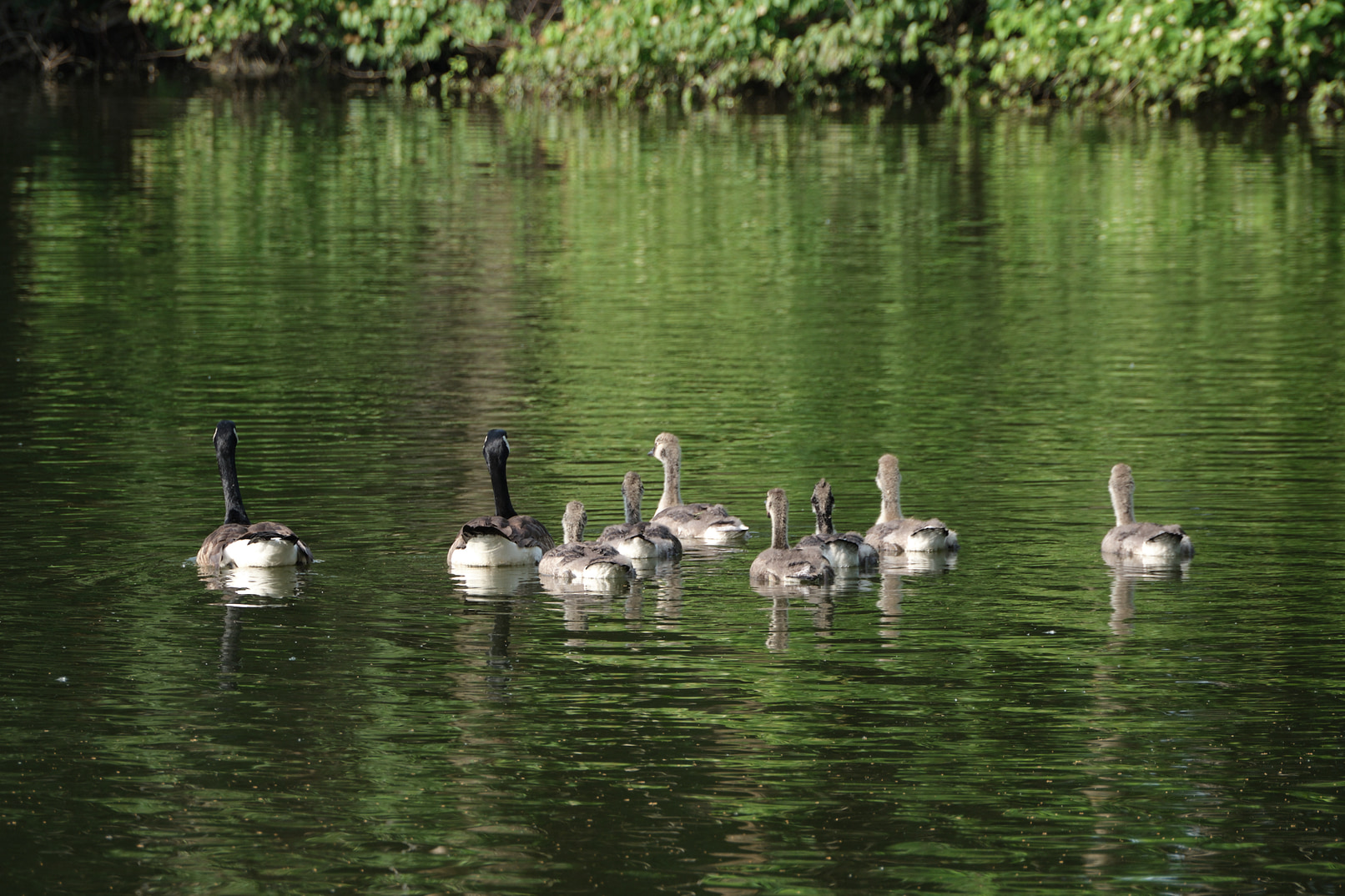 A family of geese swimming lazily across a lake.