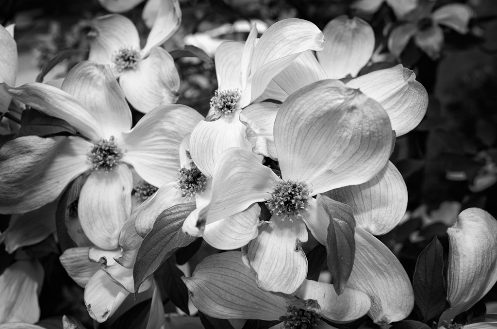 Tree Flowers are the Best