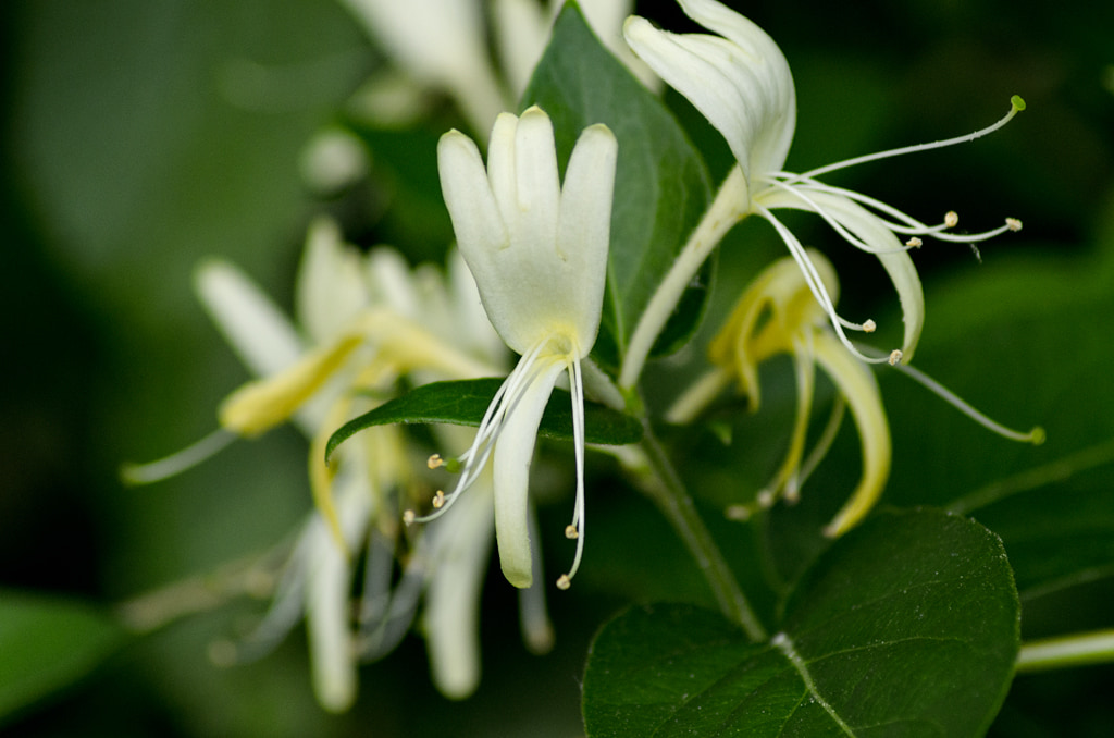 Honeysuckle