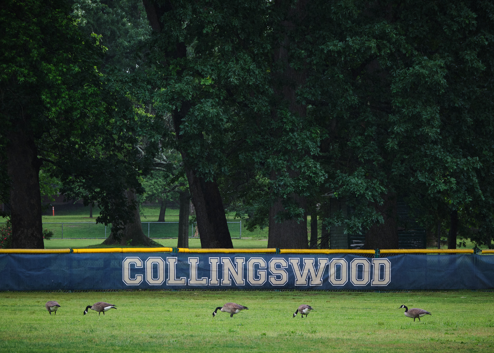 Geese on a rainy baseball field in Collingswood, NJ.