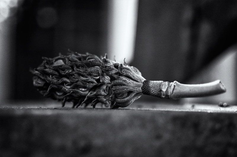 Magnolia Seed Pod