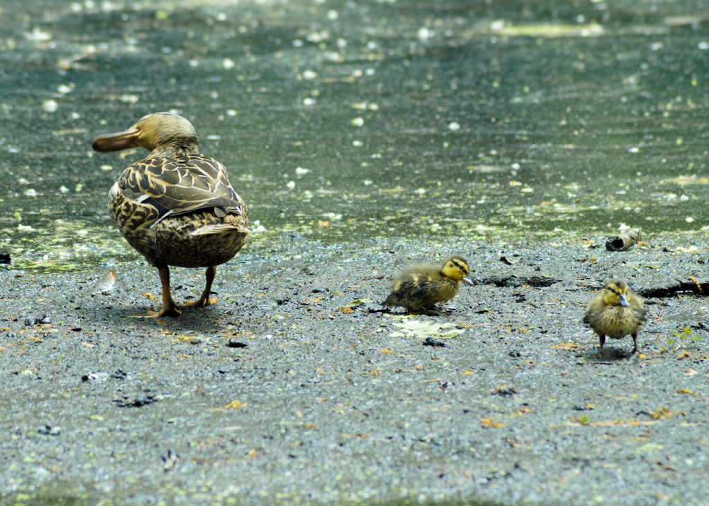 Duck and Ducklings