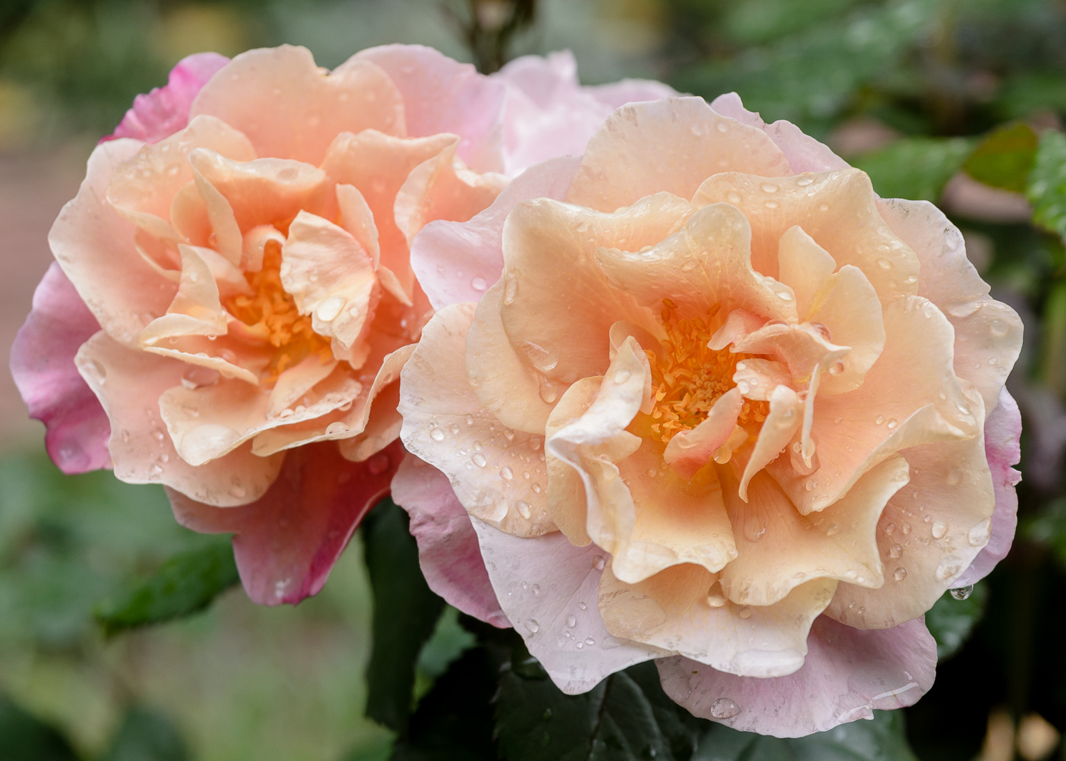 Church Garden Roses