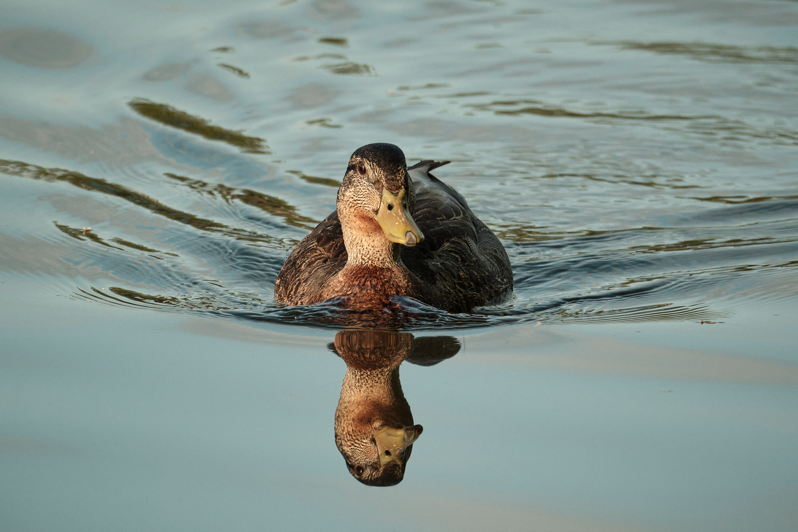 A duck.