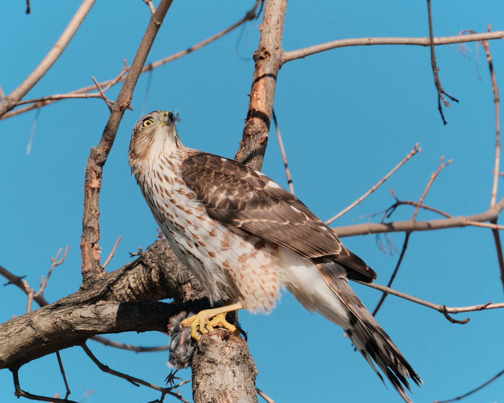 A Cooper's Hawk devouring my neighbors.
