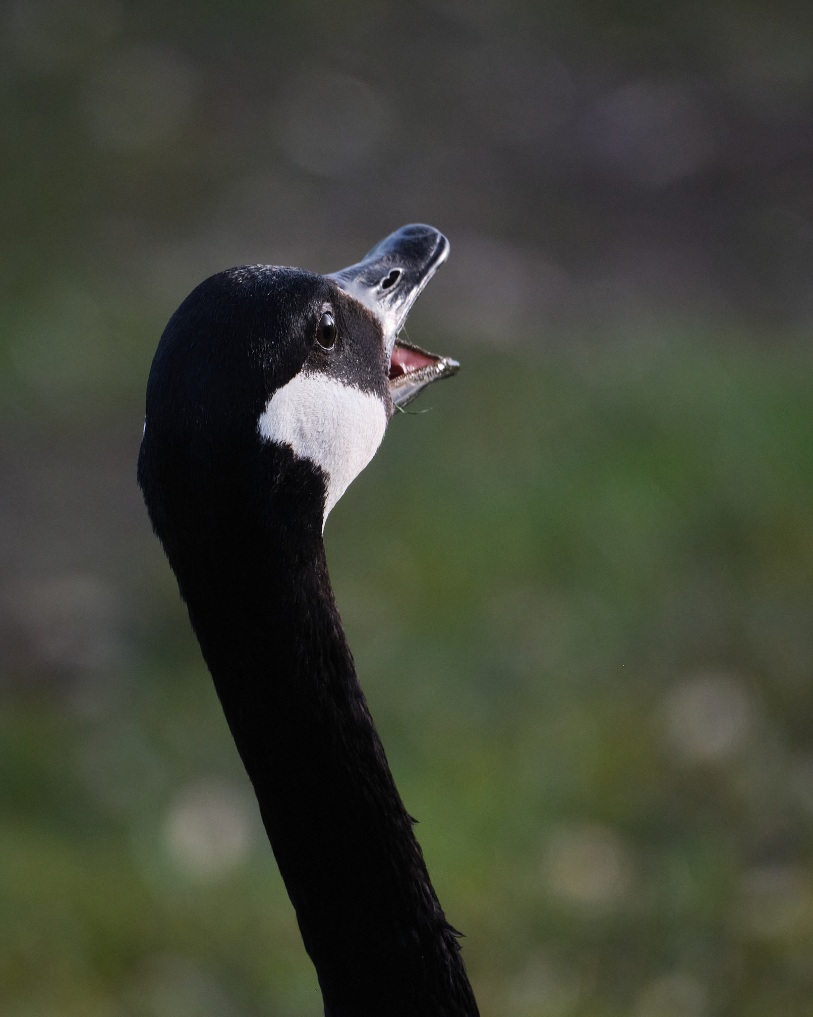 A goose. A honk.