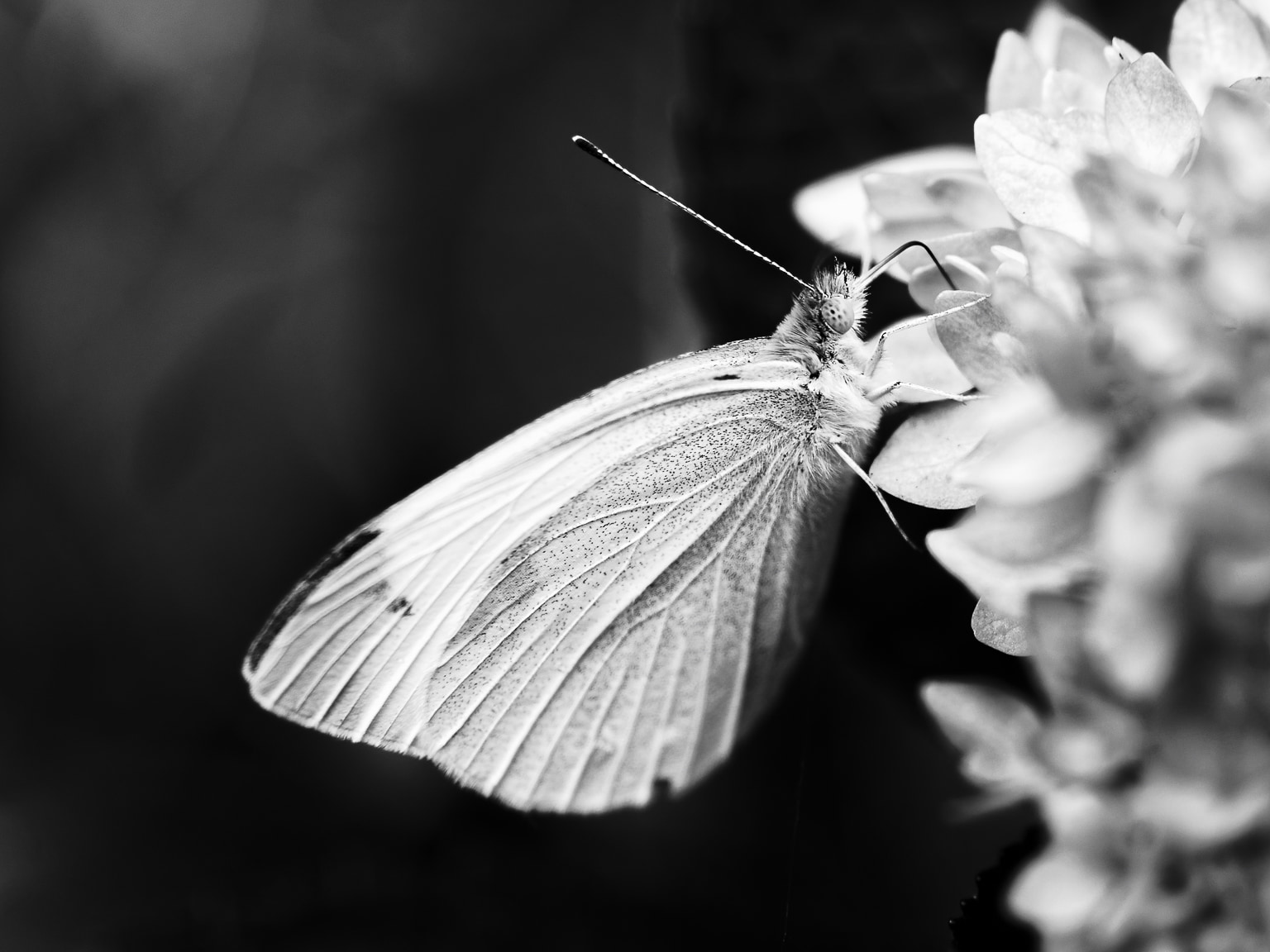 Butterfly, Contrasty
