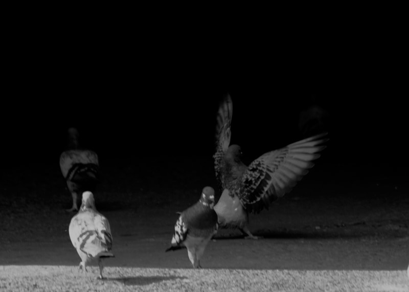 Ritual Columbidae, 22nd and Pine, Philadelphia