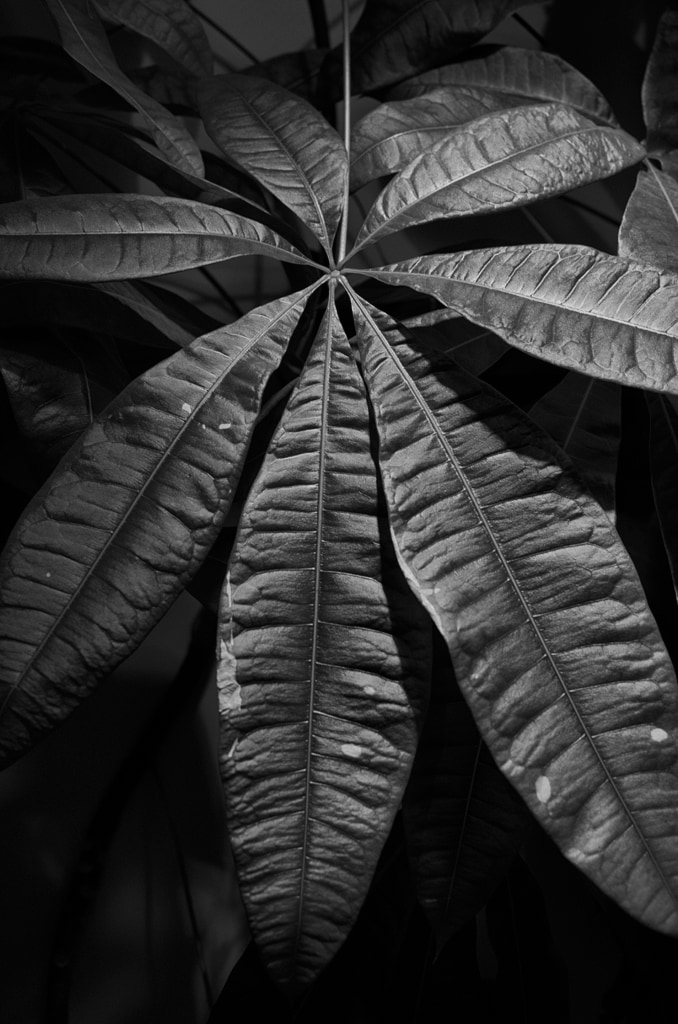 Good Karma Plant