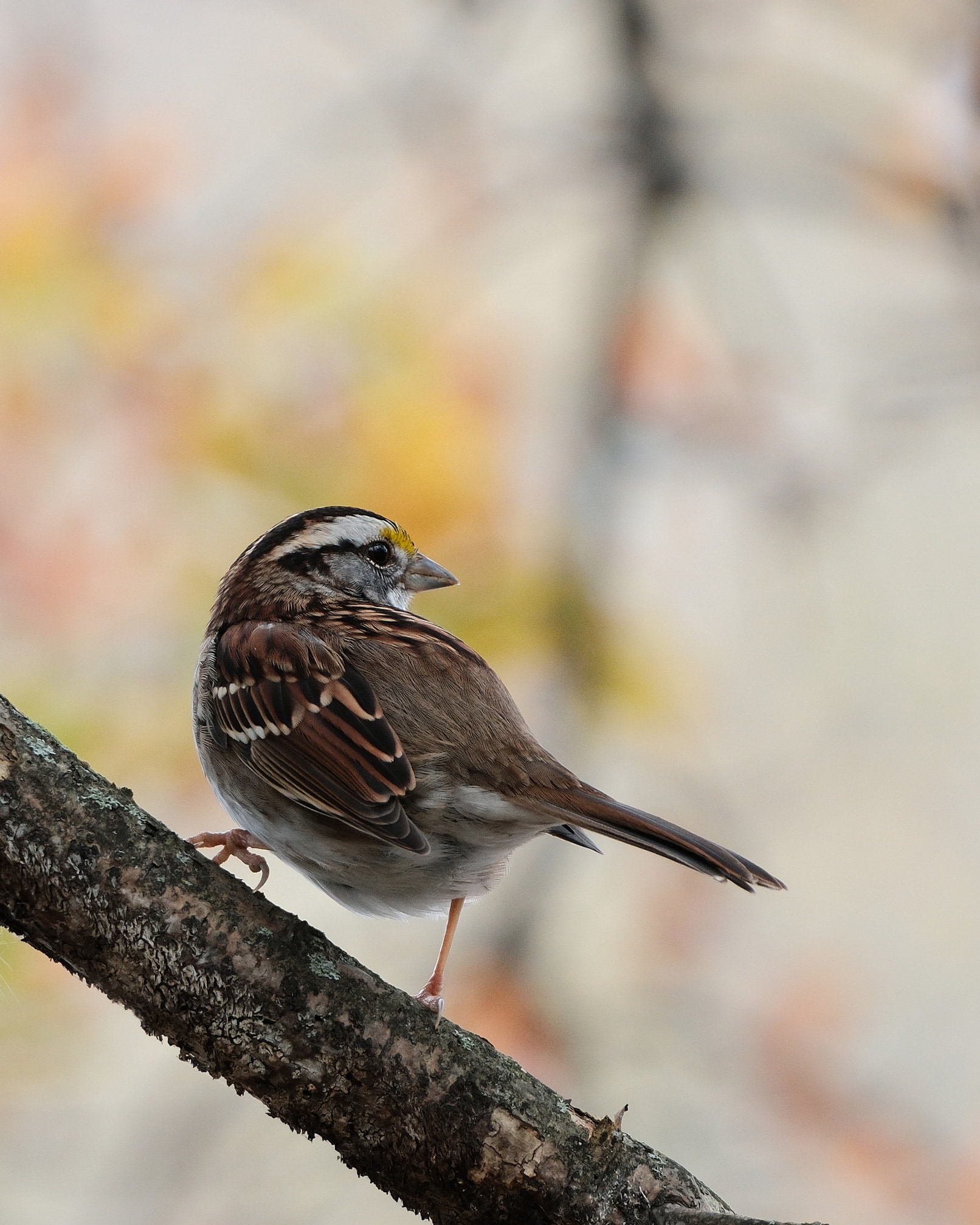 White-throated sparrow.