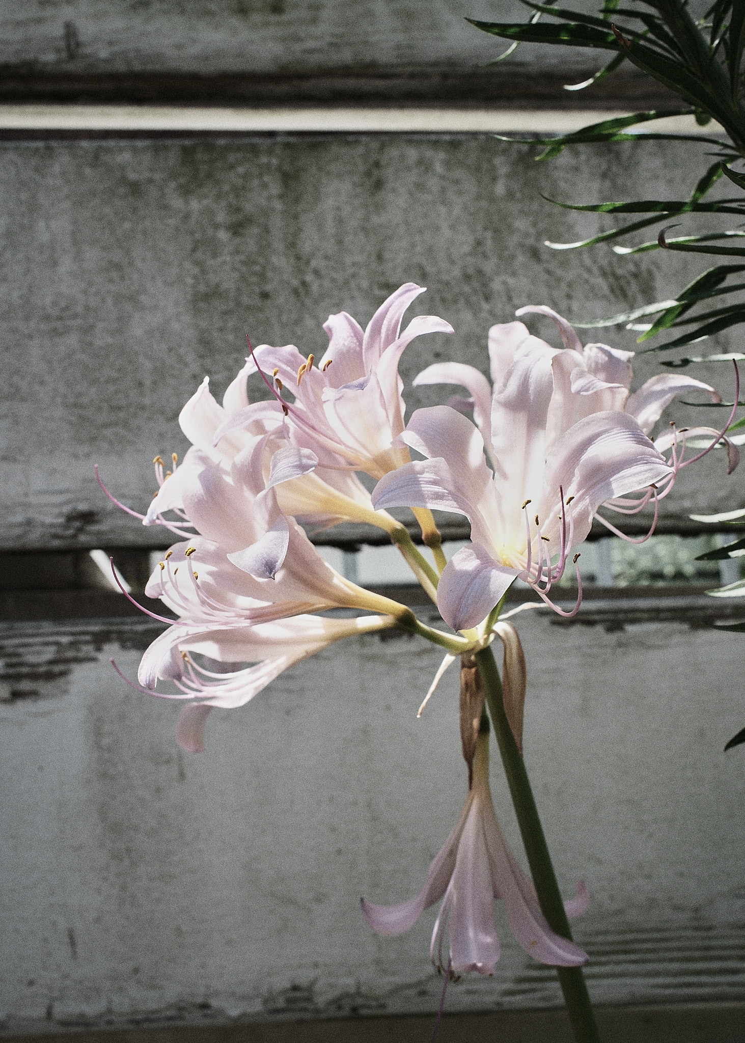 Flowers.