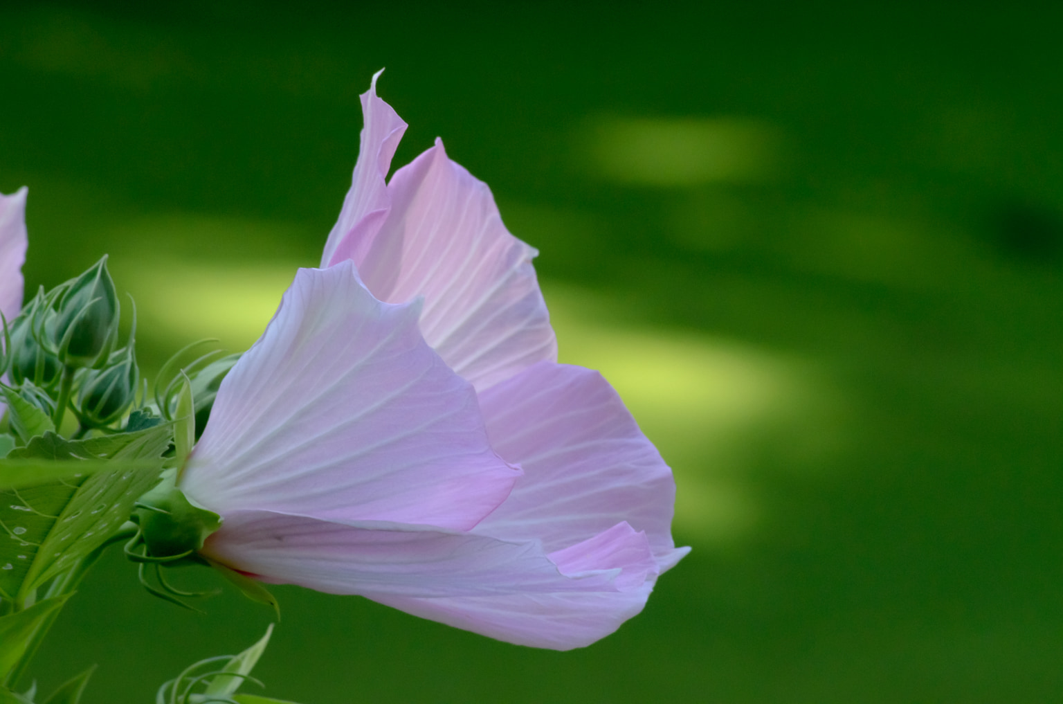 Flower of Unknown Variety