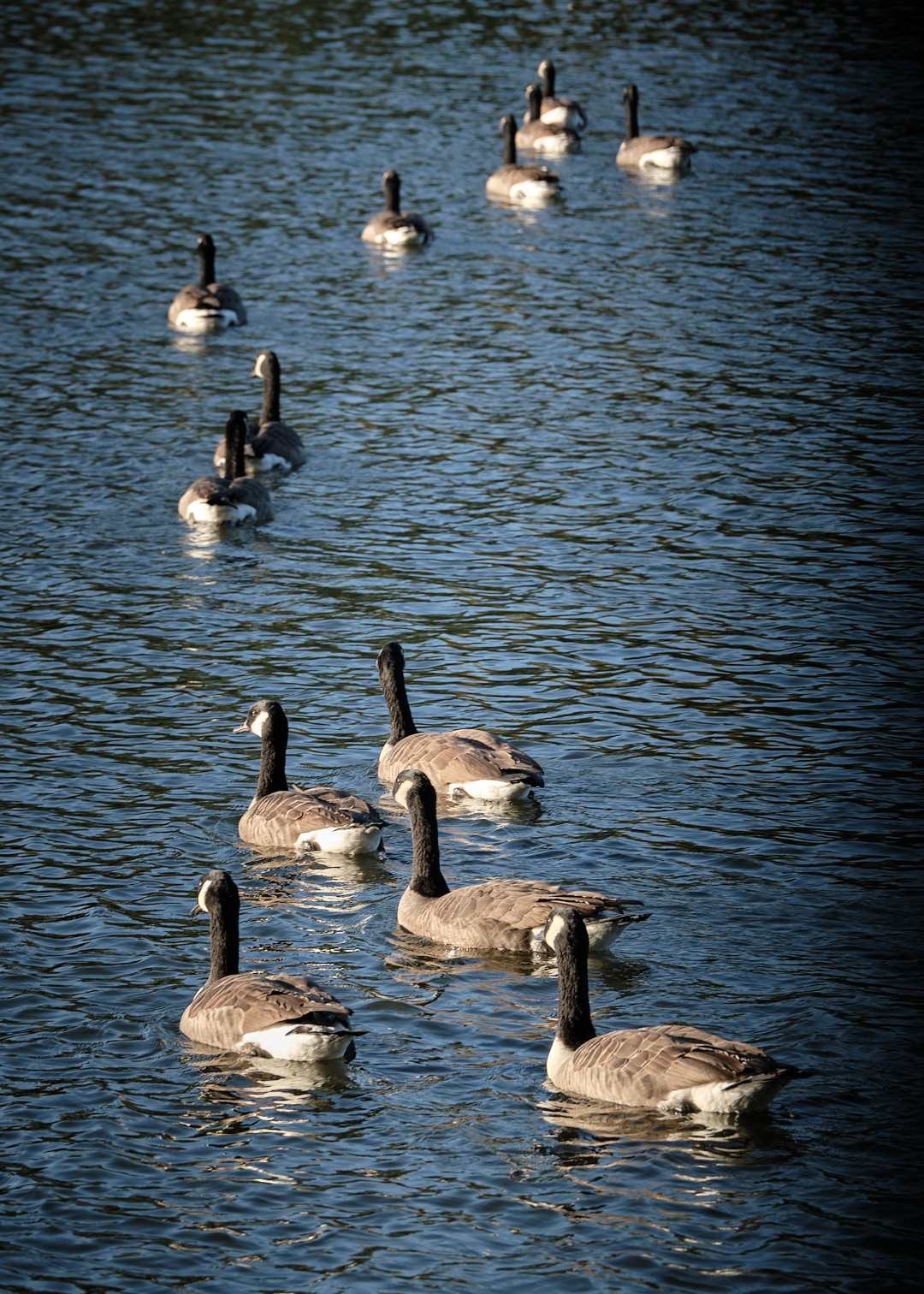 Geese on lake.