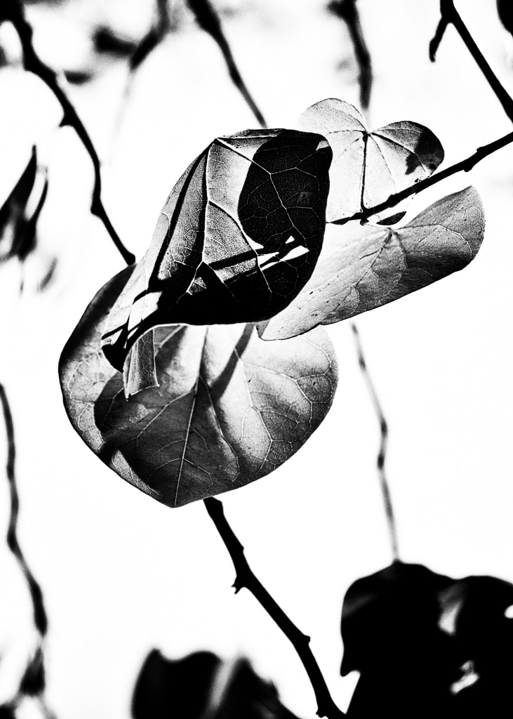 Leaves #3467