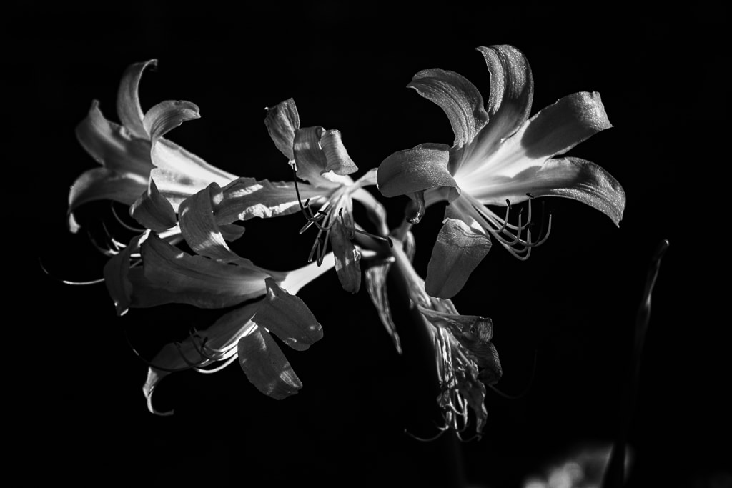 Pink Lilies (Lost Master)