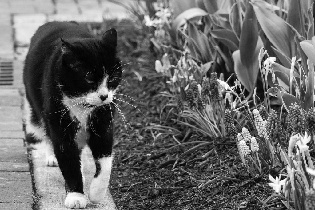 Kitty