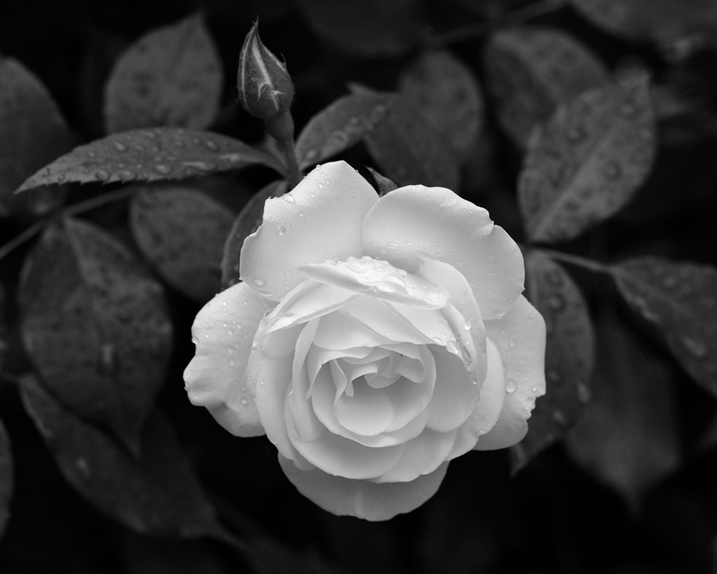 Rainy Day Roses