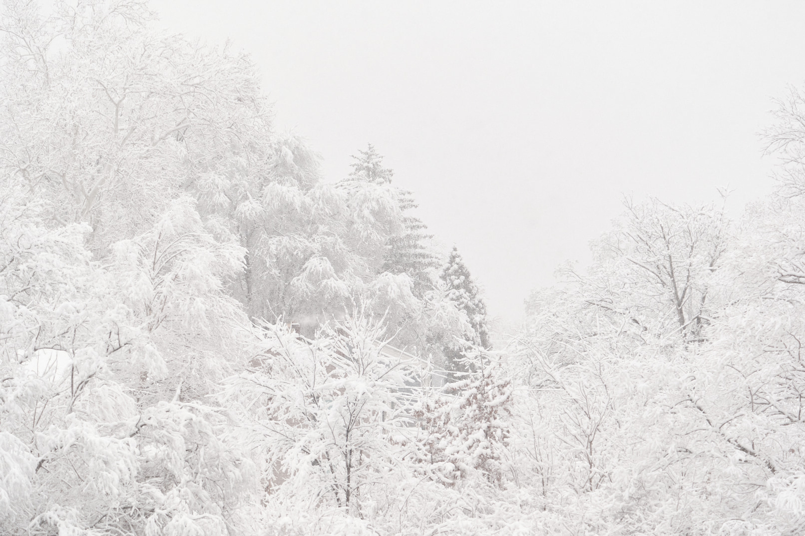 Snow covered trees.