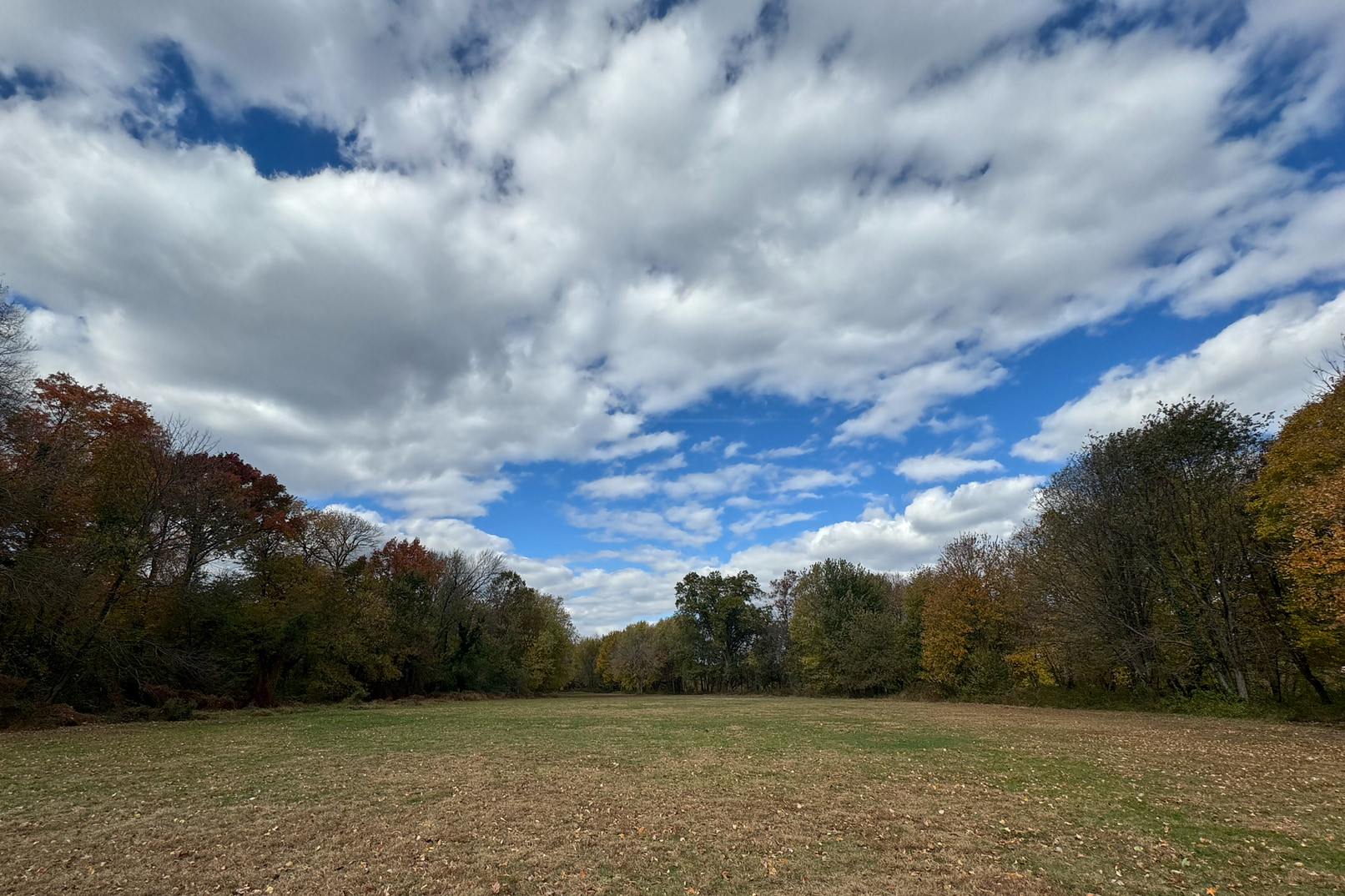 A field enclosed by trees and bright skies with fluffy white clouds.