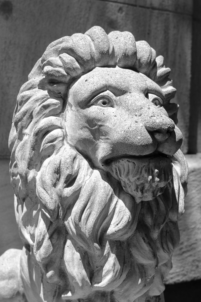 Lion, Roar!