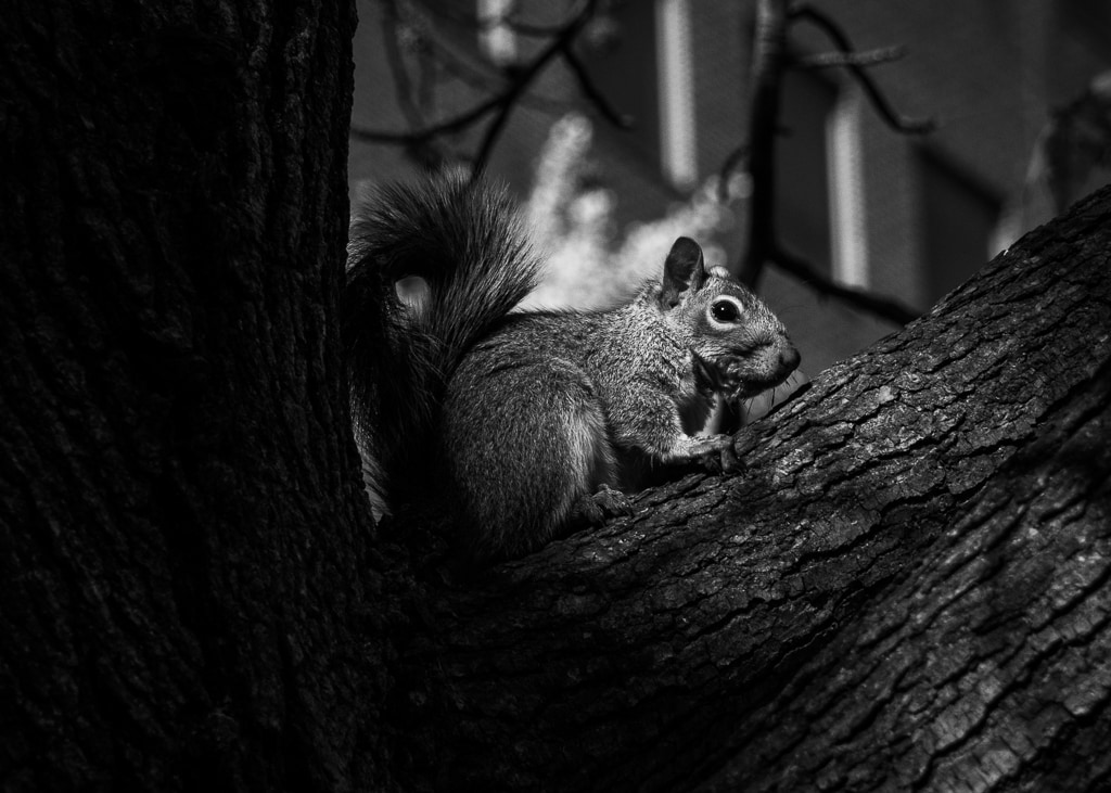 Squirrel in Tree