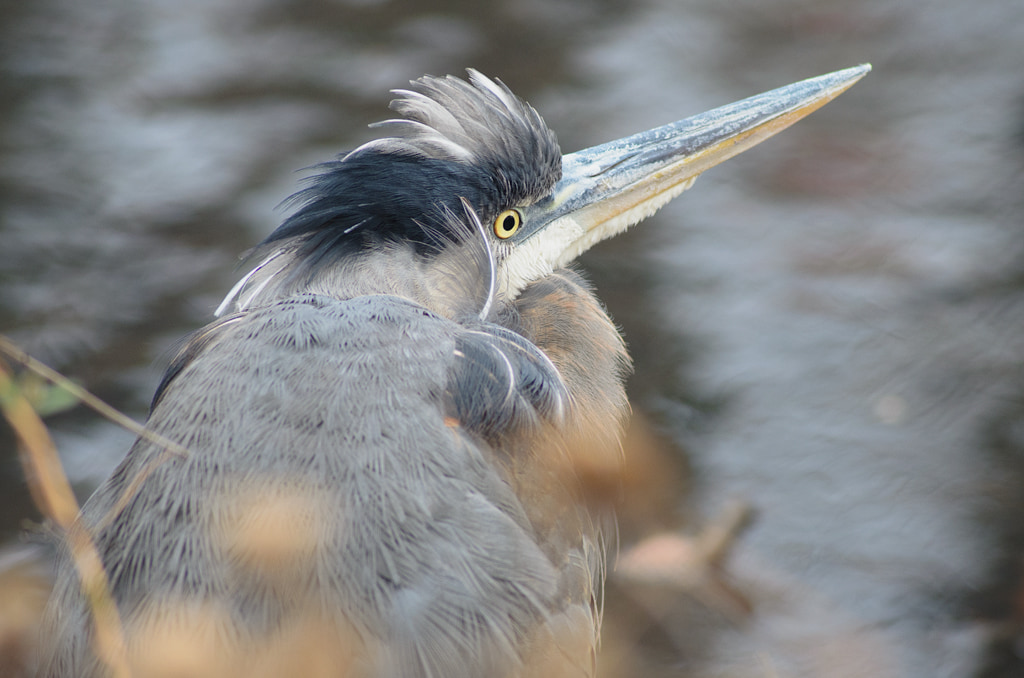 Great Blue Heron
