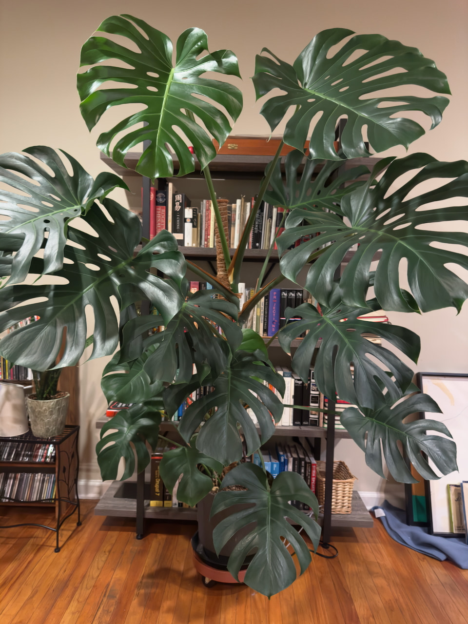 Agnes the Monstera Deliciosa