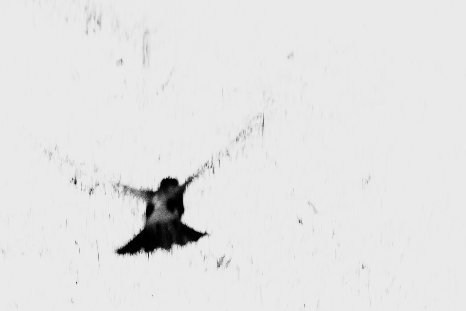 In Flight, A Bird