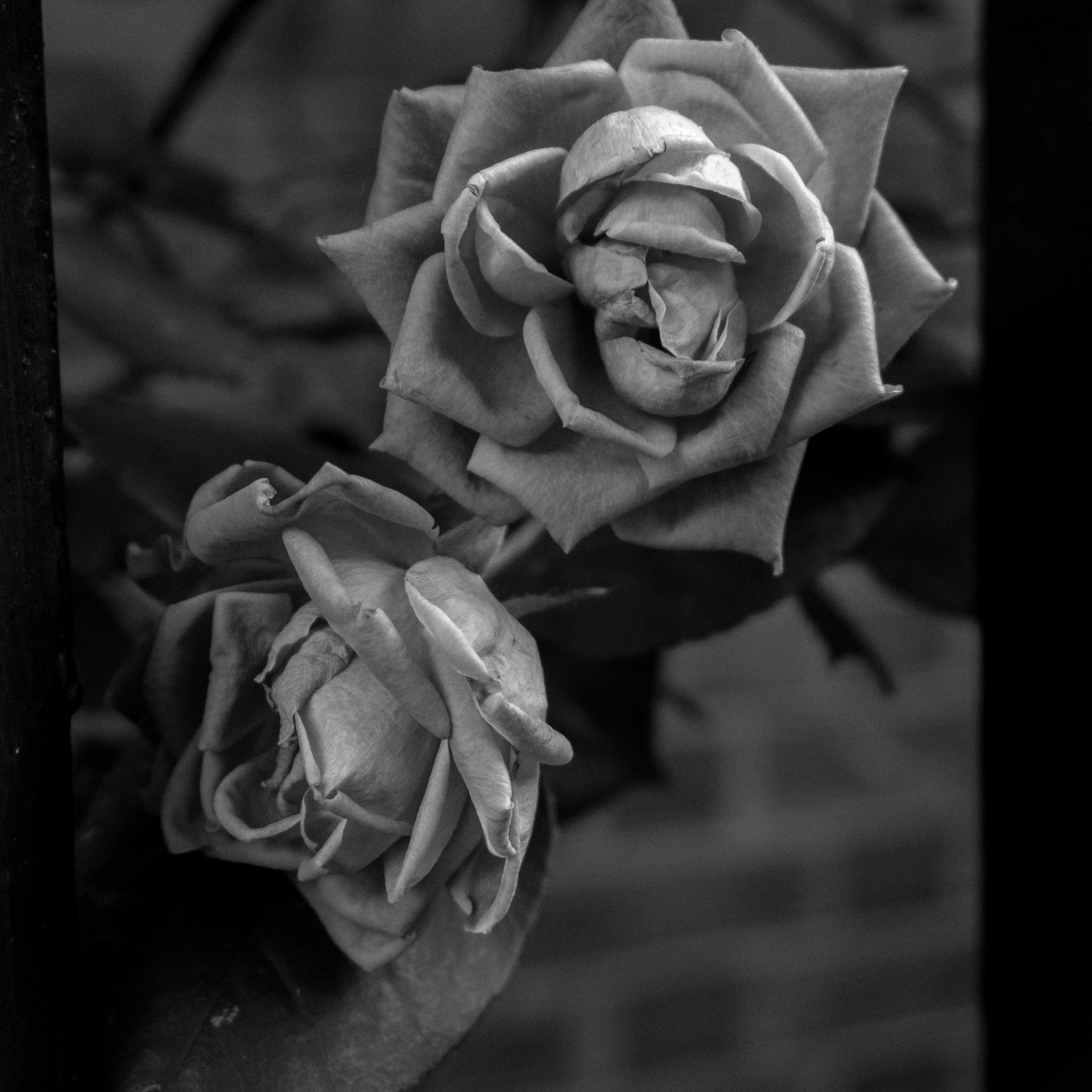 Two Fencepost Roses