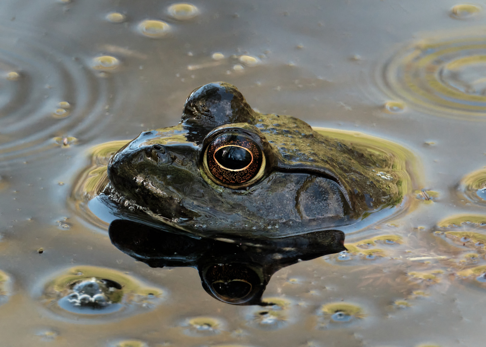 A frog!!!