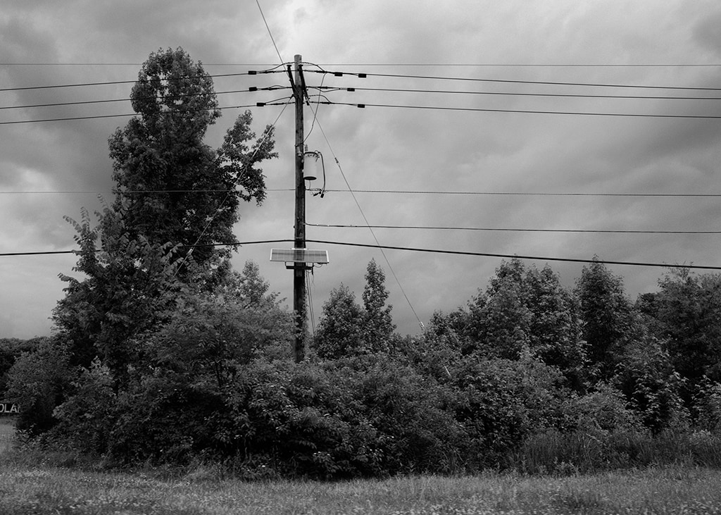 Trees and Vines by the Roadside