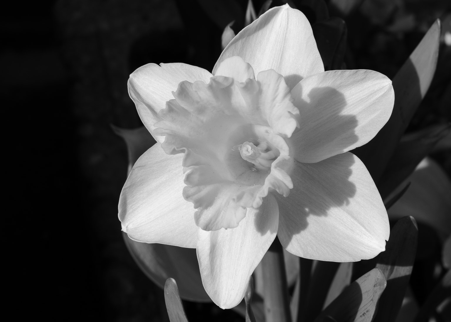 Daffodil, April 2017