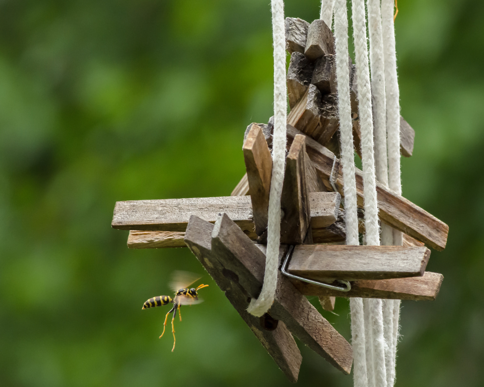 Laundry Wasp