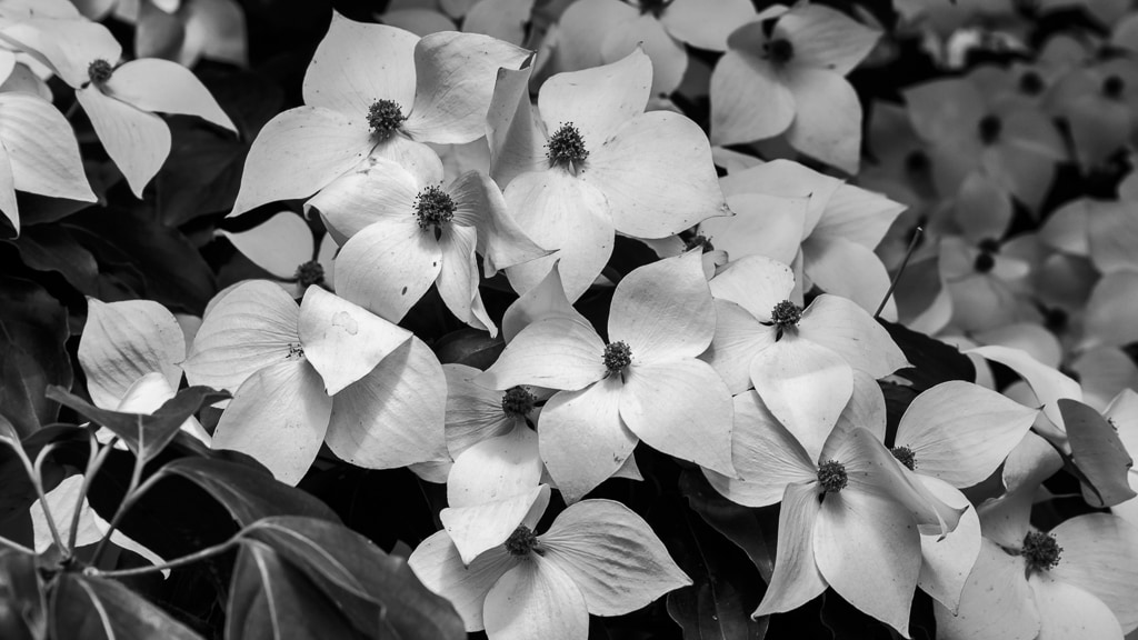 Tired Dogwood Flowers