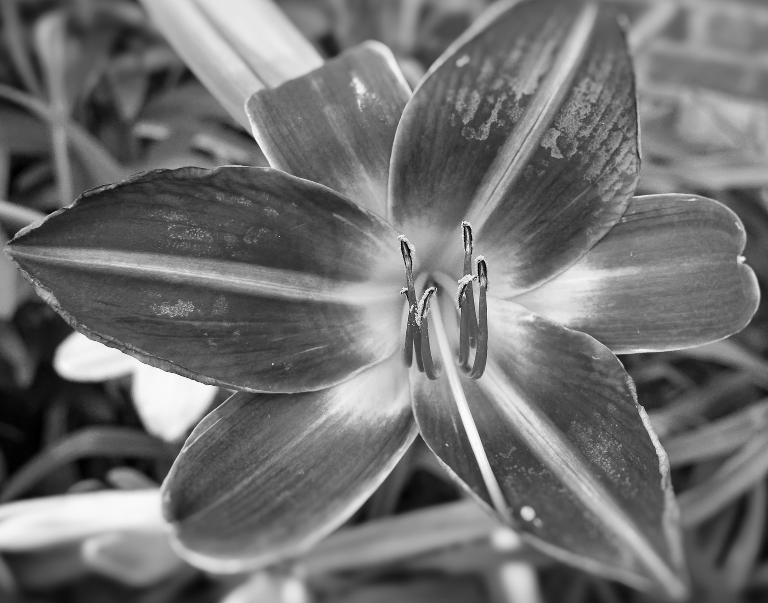 Lily