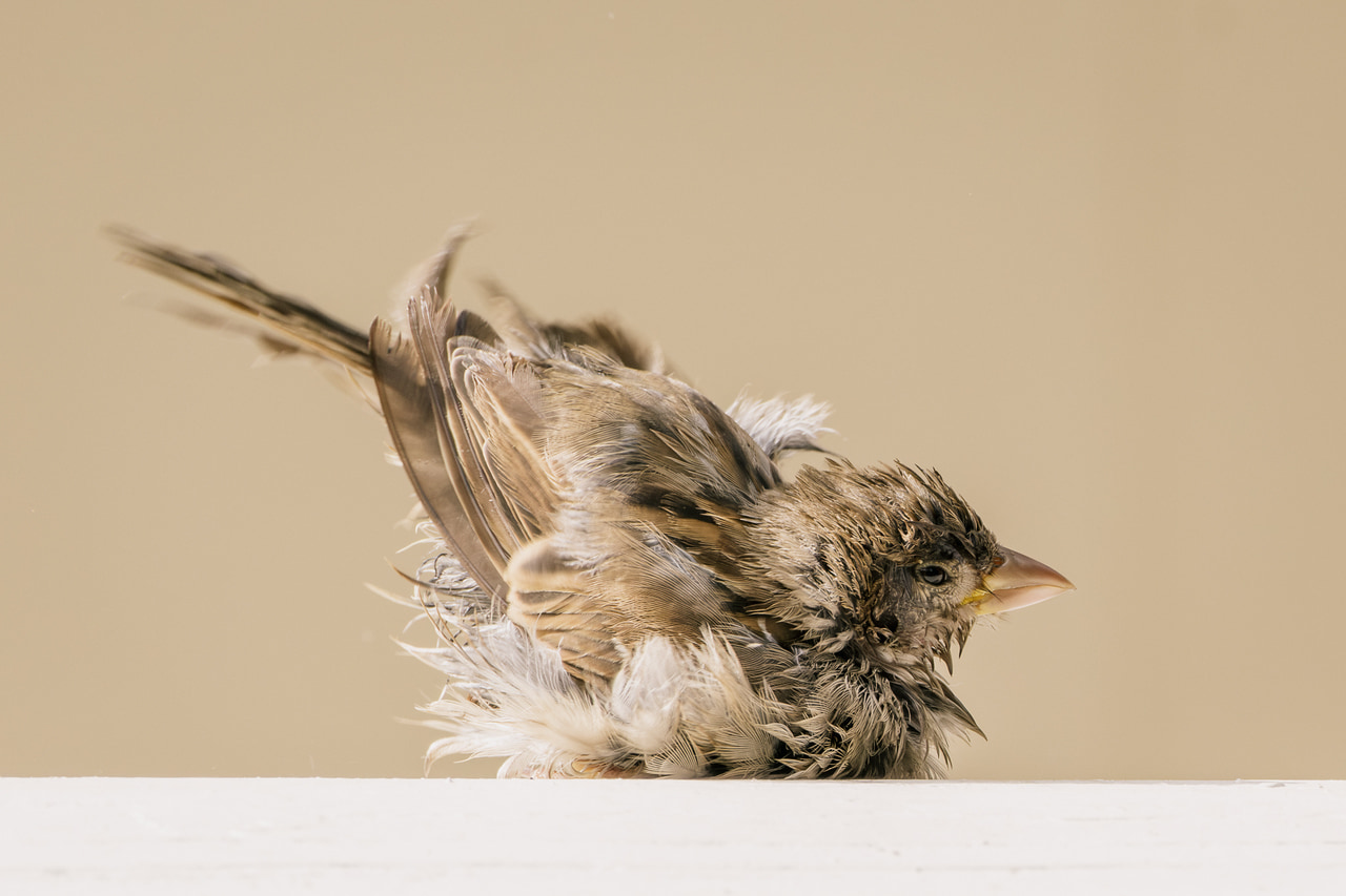 An ill sparrow.