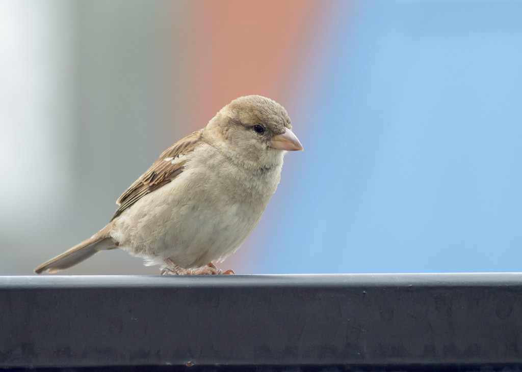 Sparrow on Railing