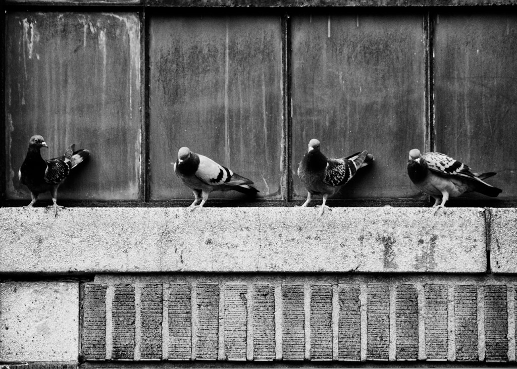 Four Pigeons on a Ledge
