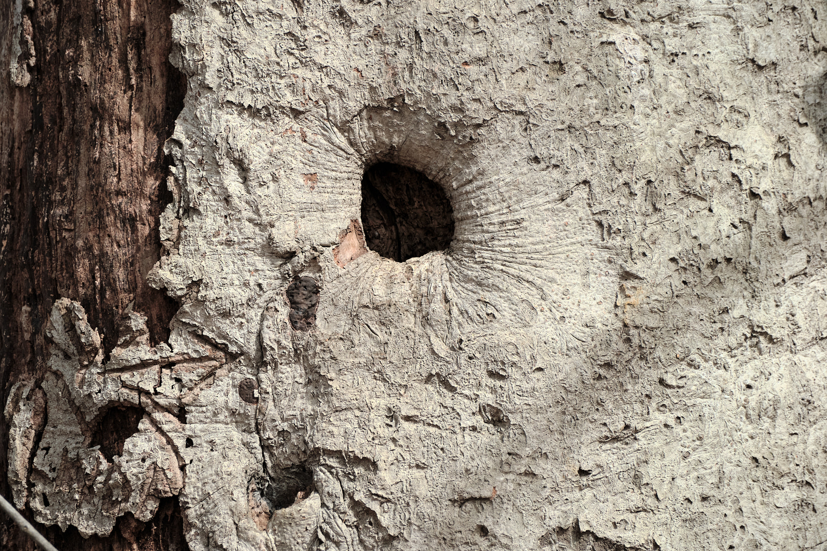 Tree bark