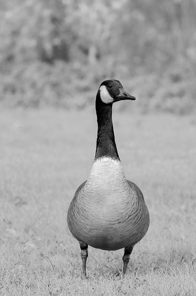 Handsome Goose
