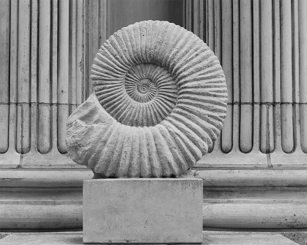 Cast of Nautilus Fossil