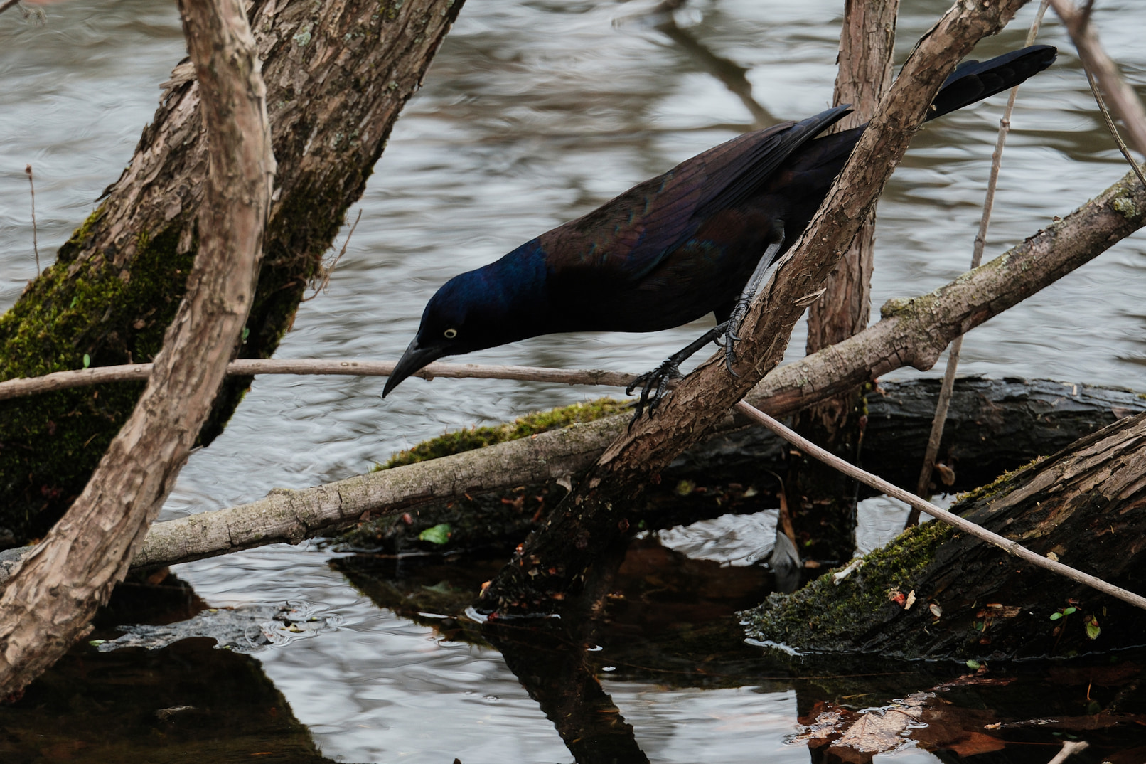 A grackle.