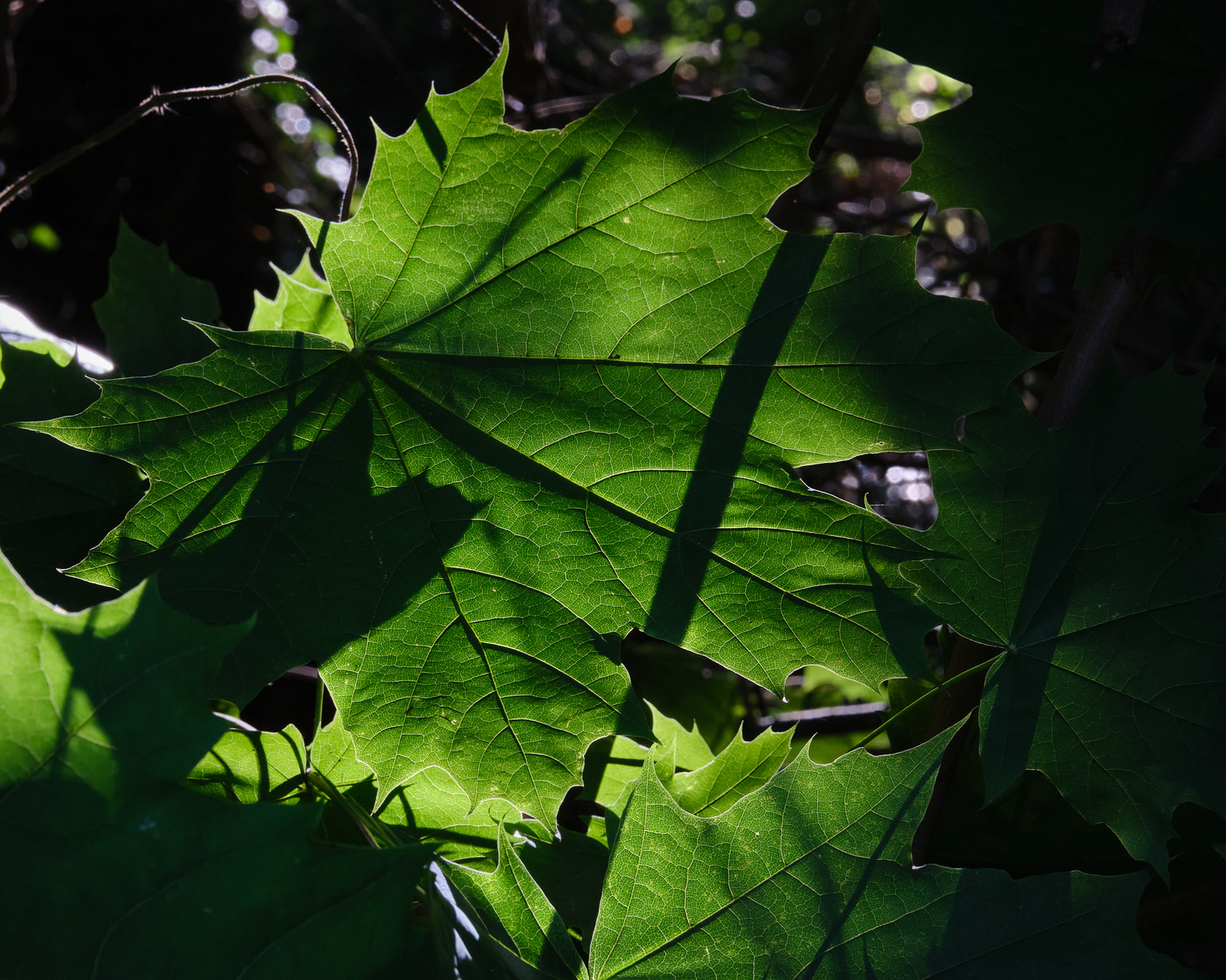Leaf.