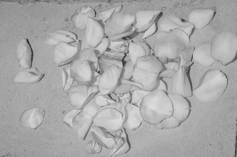 Rose Petals