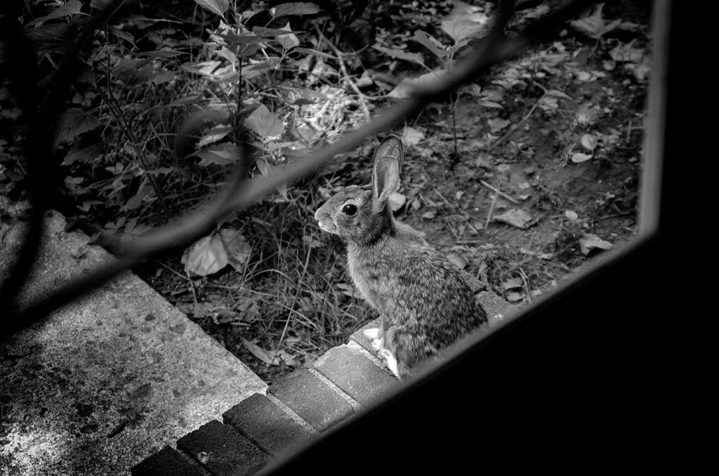 Step Rabbit