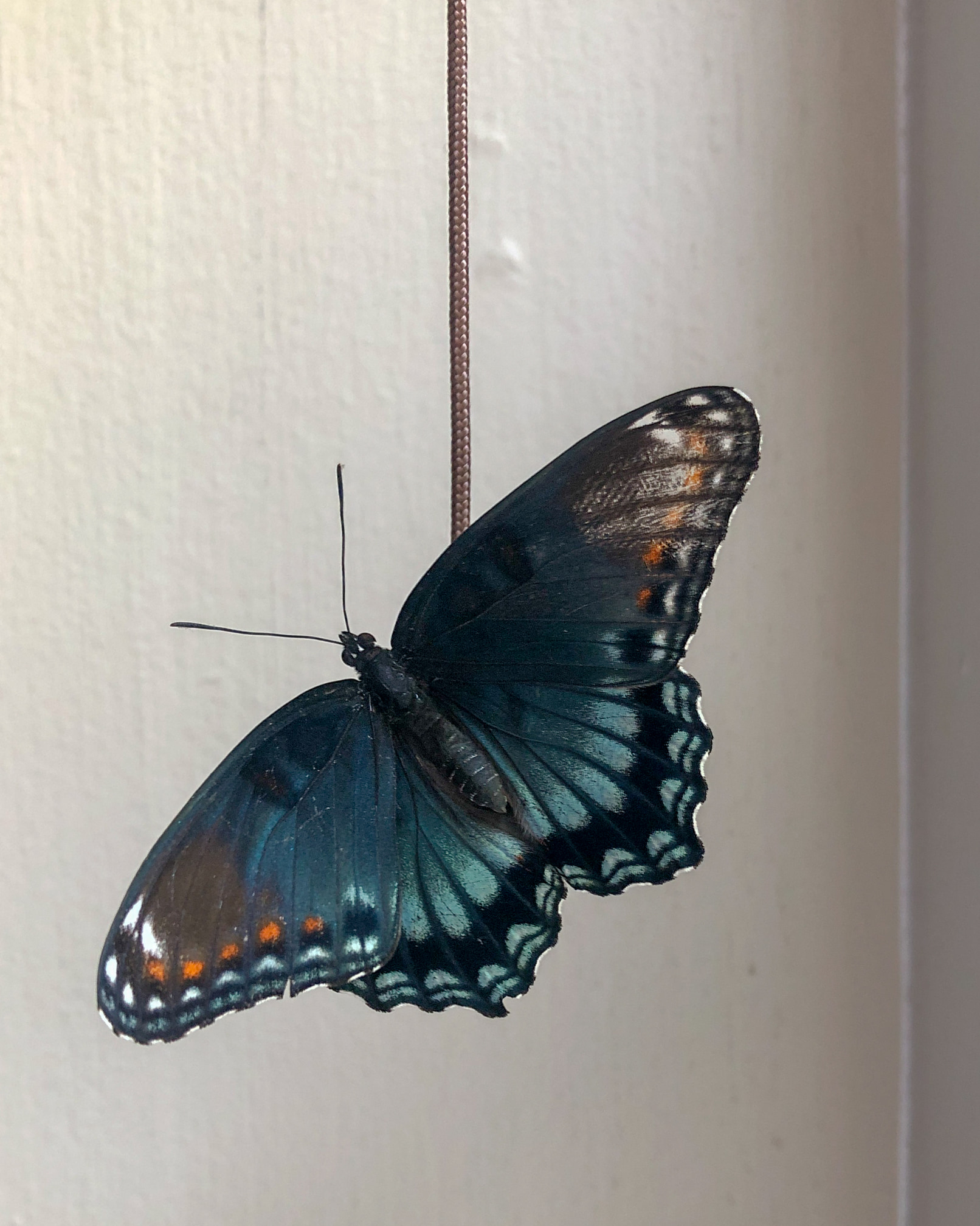 Julia Flutter